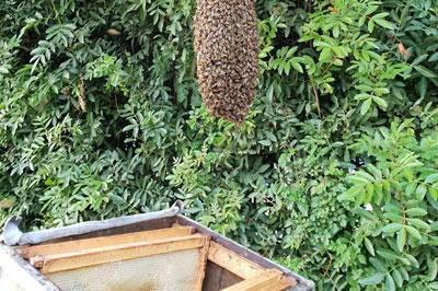 הצלה ופינוי של נחילי דבורים