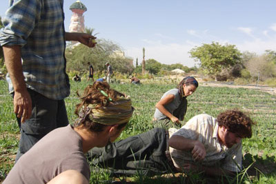 סמינר התנדבות בחקלאות אורגנית בקיבוץ נאות סמדר