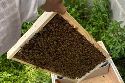 משפחות דבורים רגועות וחזקות