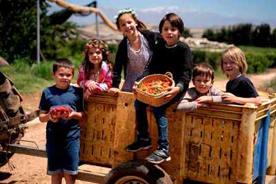 קטיף הדובדבנים בבוסתן בראשית בעין זיוון. צילום: תיירות עין זיוון