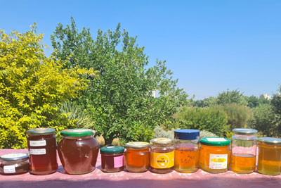 קורס לגידול דבורים וייצור דבש