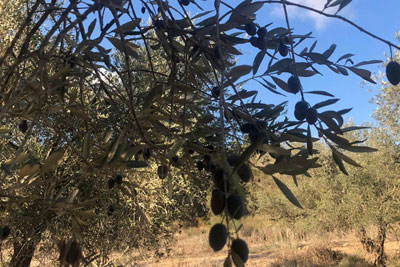 בית בד בוטיק בכפר יהושע