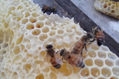כוורות דבורים פעילות