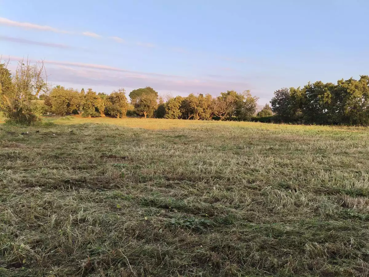 מגרש 4 דונם בשרון לשימוש חקלאי