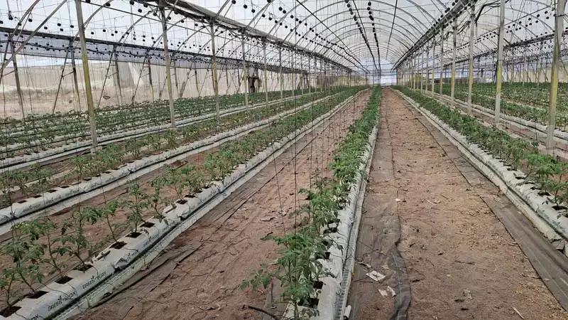 גרובגים לגידול בחממות