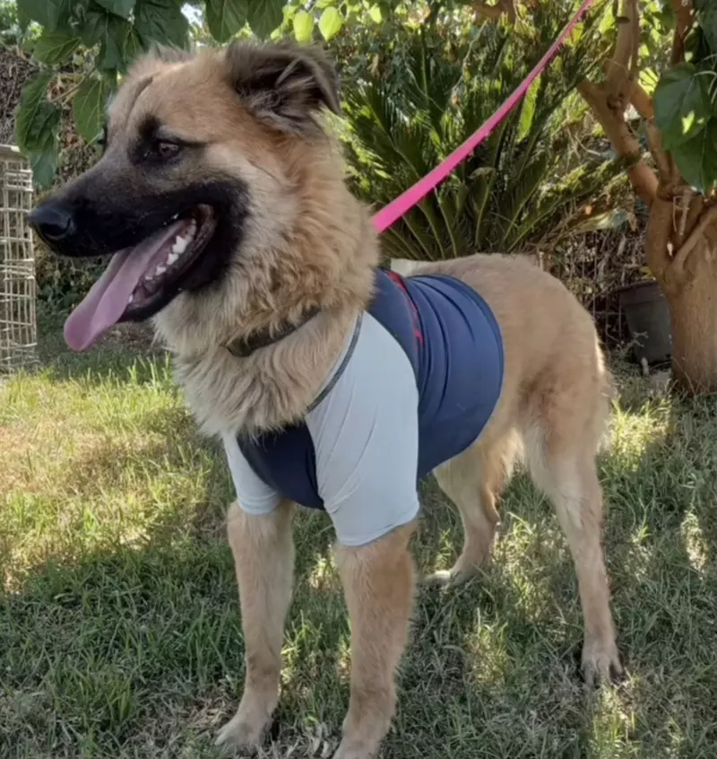 כלבי שטח לחוות, חקלאים, רעיית צאן ושטחים פתוחים