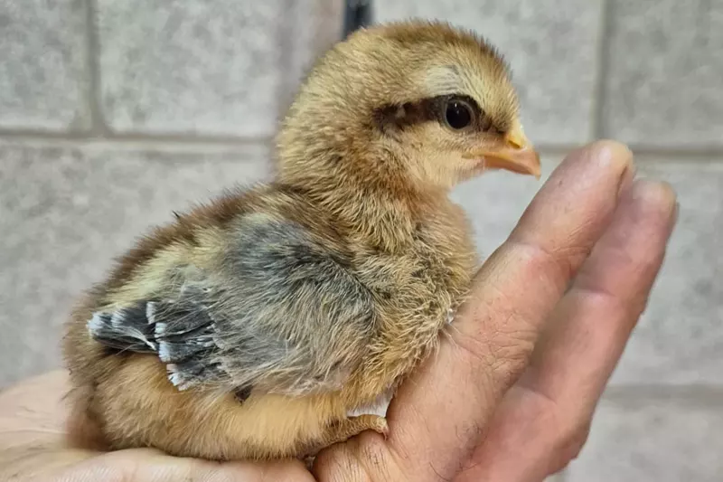 אפרוחים ממגוון סוגים