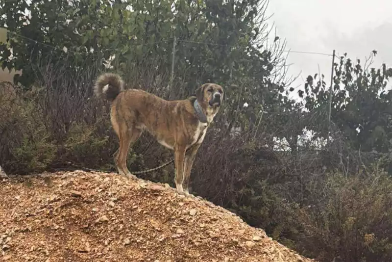 כלב טריטוריאלי מסור