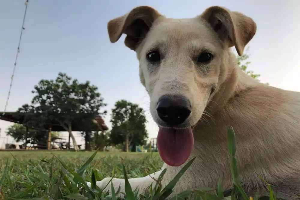 כלבה מדהימה
