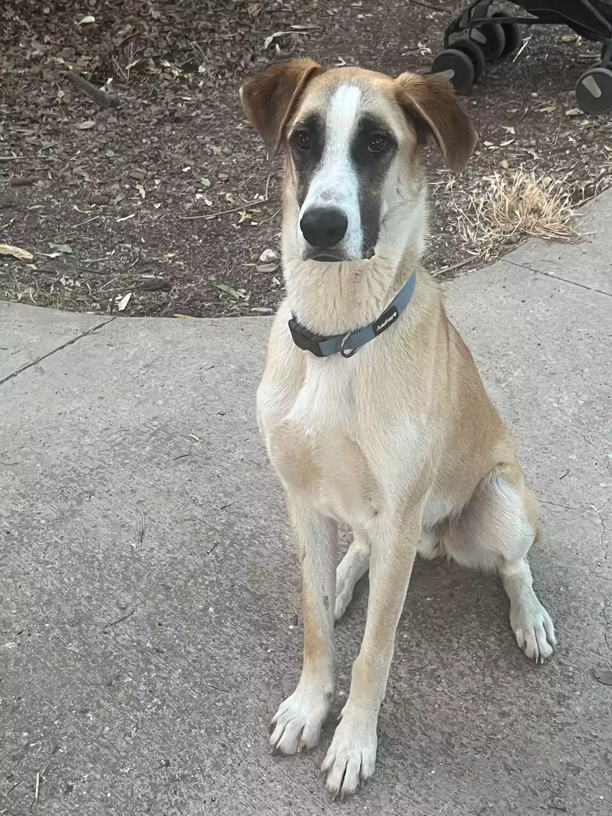 מחפשים בית לחומי