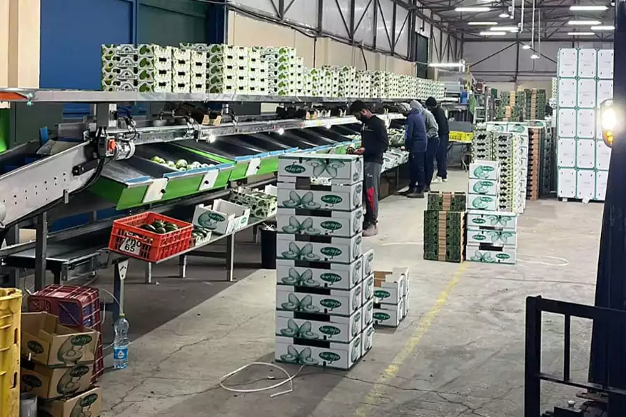 מכונת מיון אלקטרונית מהירה MAF