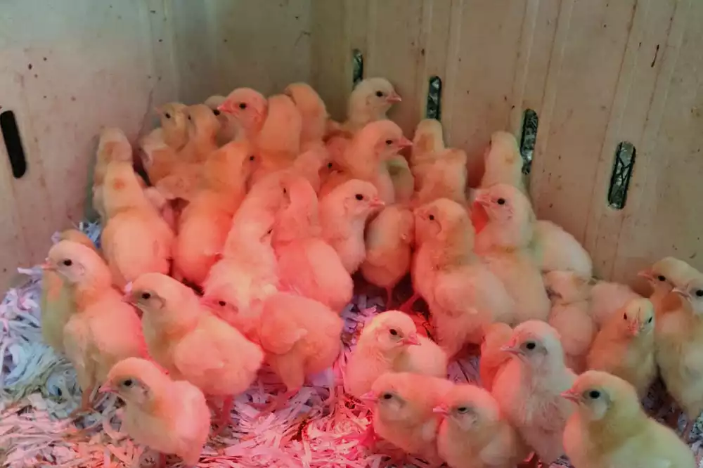 אפרוחי לגהורן נקבות