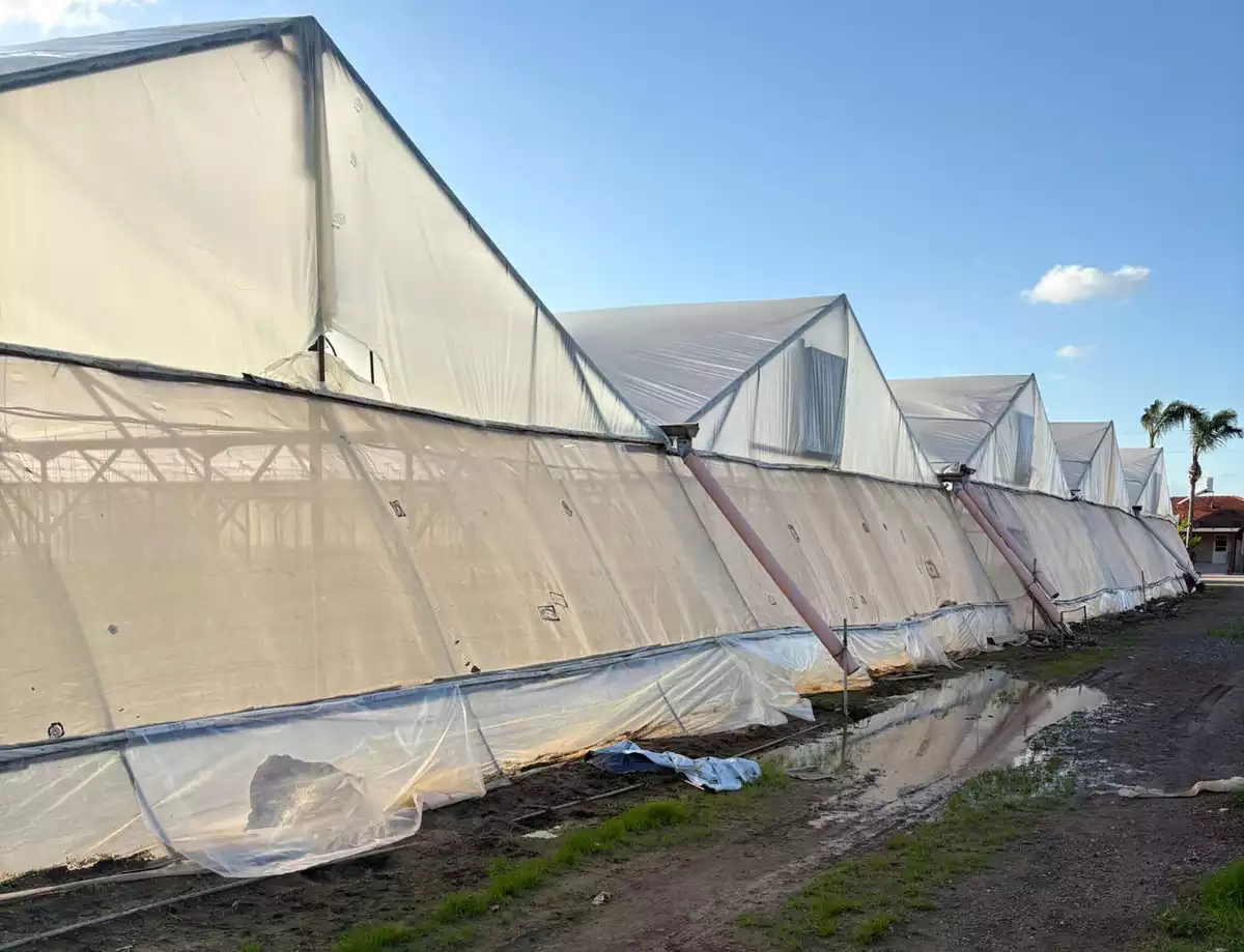 חממות לפירוק 