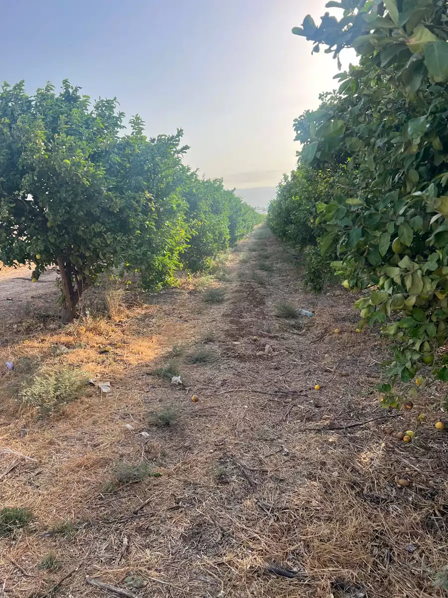 מטע לימון לקטיף