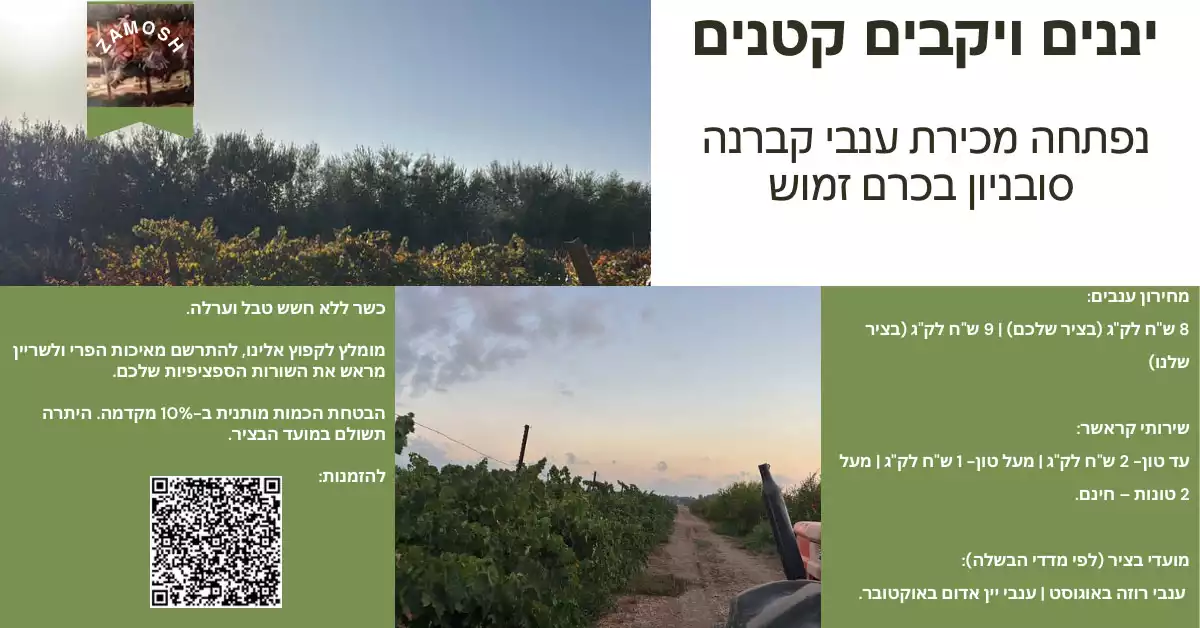 ענבי קברנה סוביניון 