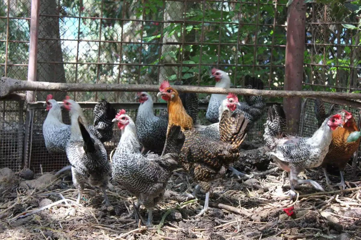 אפרוחים מזנים מיוחדים