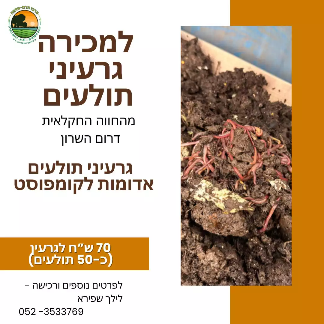 גרעין תולעים אדומות