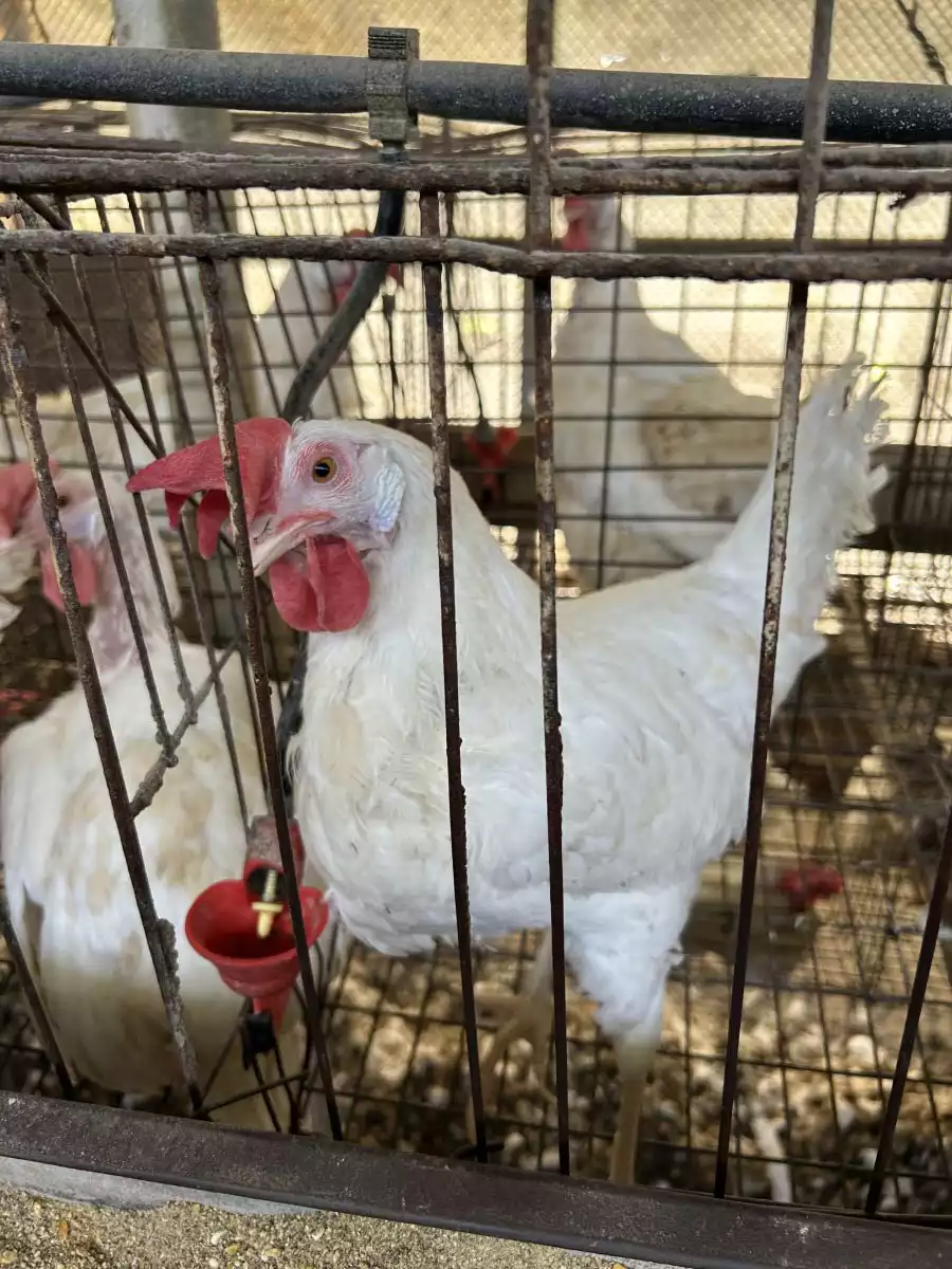 תרנגולות מטילות 