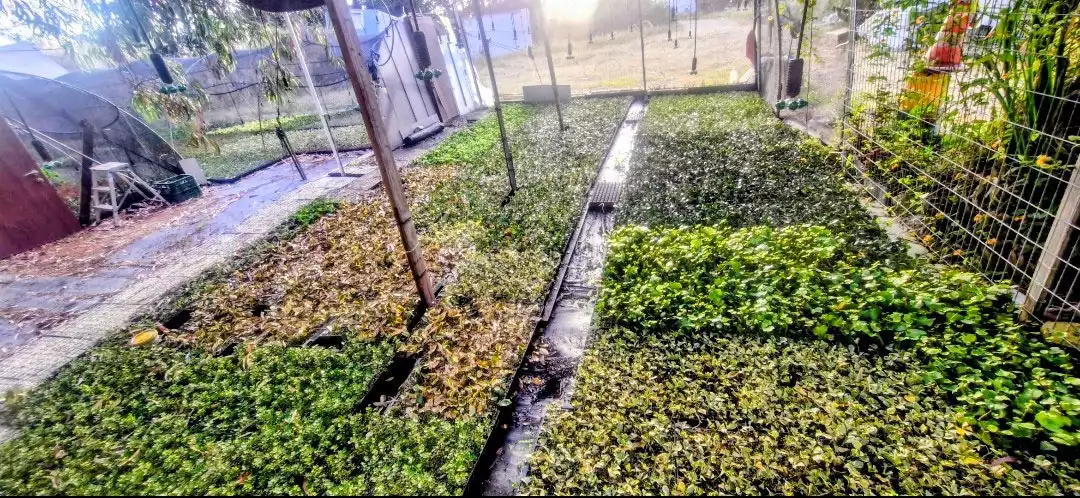 יחורים מושרשים 