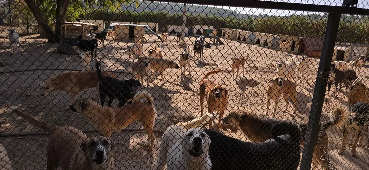 עשרות כלבים וכלבות כלבים לאימוץ 