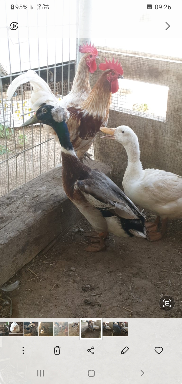 למכירה ברווז ברכייה עם כתר