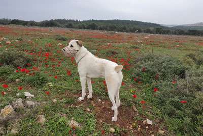 כלב מעורב