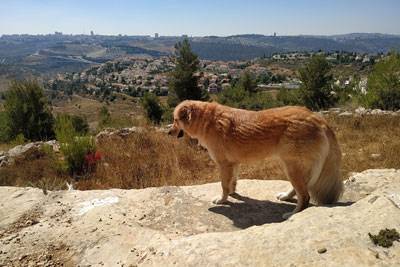 כלב גולדן / כנעני