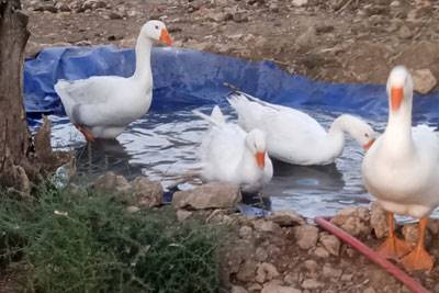 אווזים, ברווזים, תרנגולות, טווסים