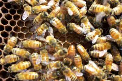 נחילי דבורים