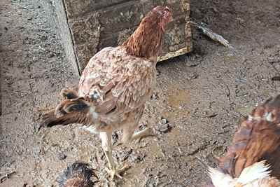 תרנגולי הודו ותרנגולות בלדיות