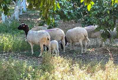 עדר כבשים