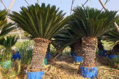 צמחי ציקאס מופשל גדולים