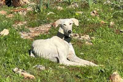 אבד כלב מזן סלוקי ביער בית קשת