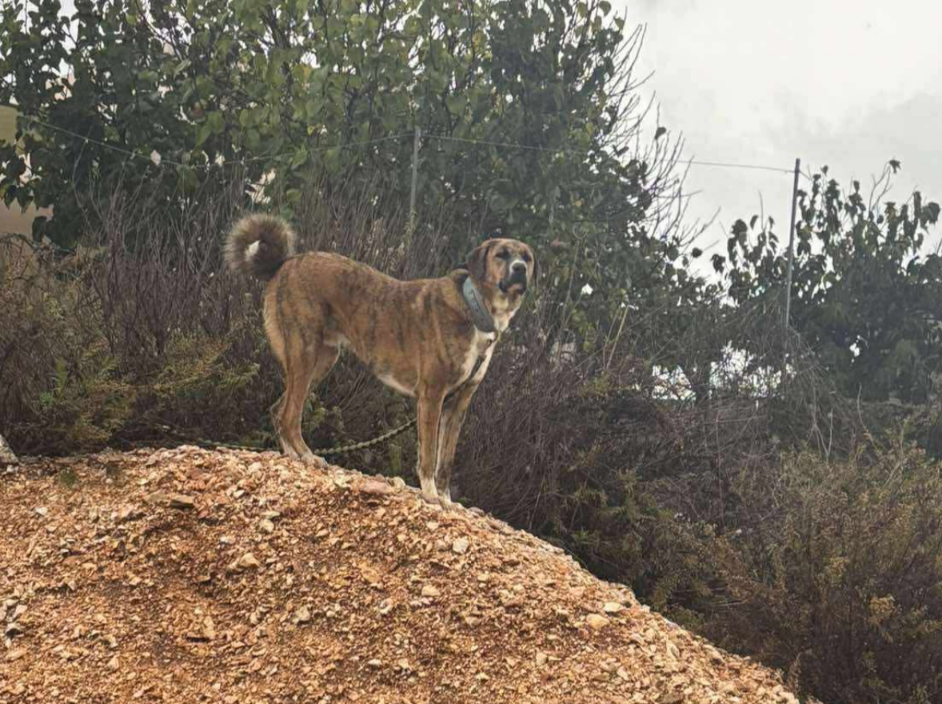 כלב טריטוריאלי מסור