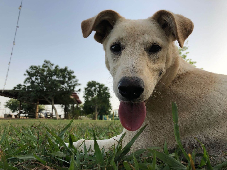 כלבה מדהימה
