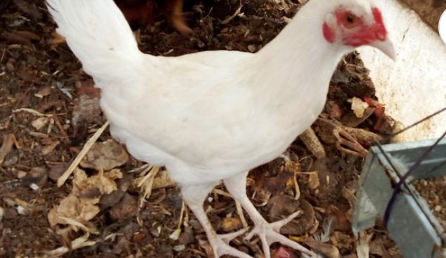 תרנגול לגורן בן חצי שנה