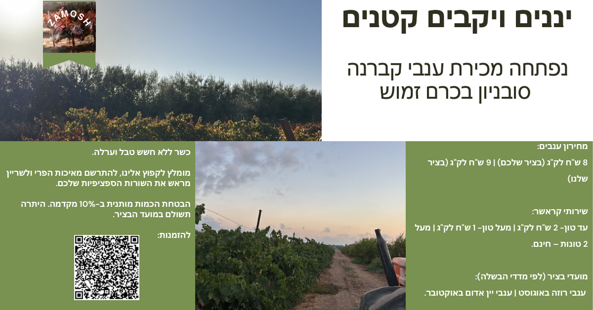 מכירת ענבים - קברנה סוביניון 