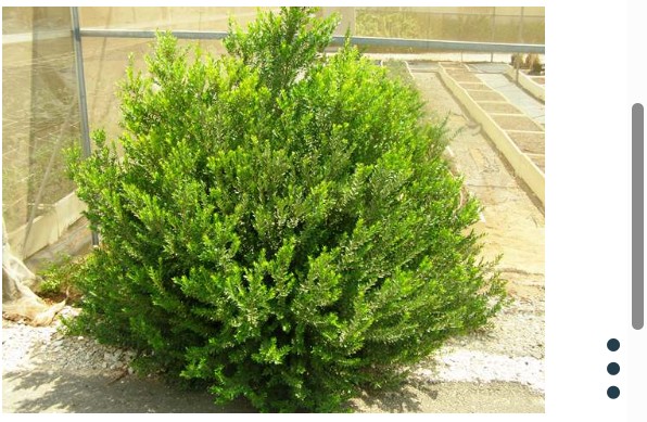 הדסים ישירות מהמגדל 