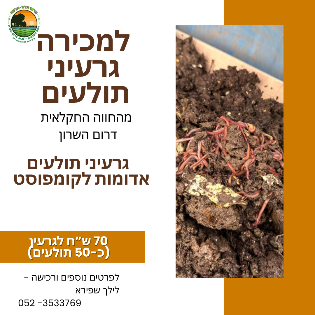 מכירה של גרעין תולעים אדומות