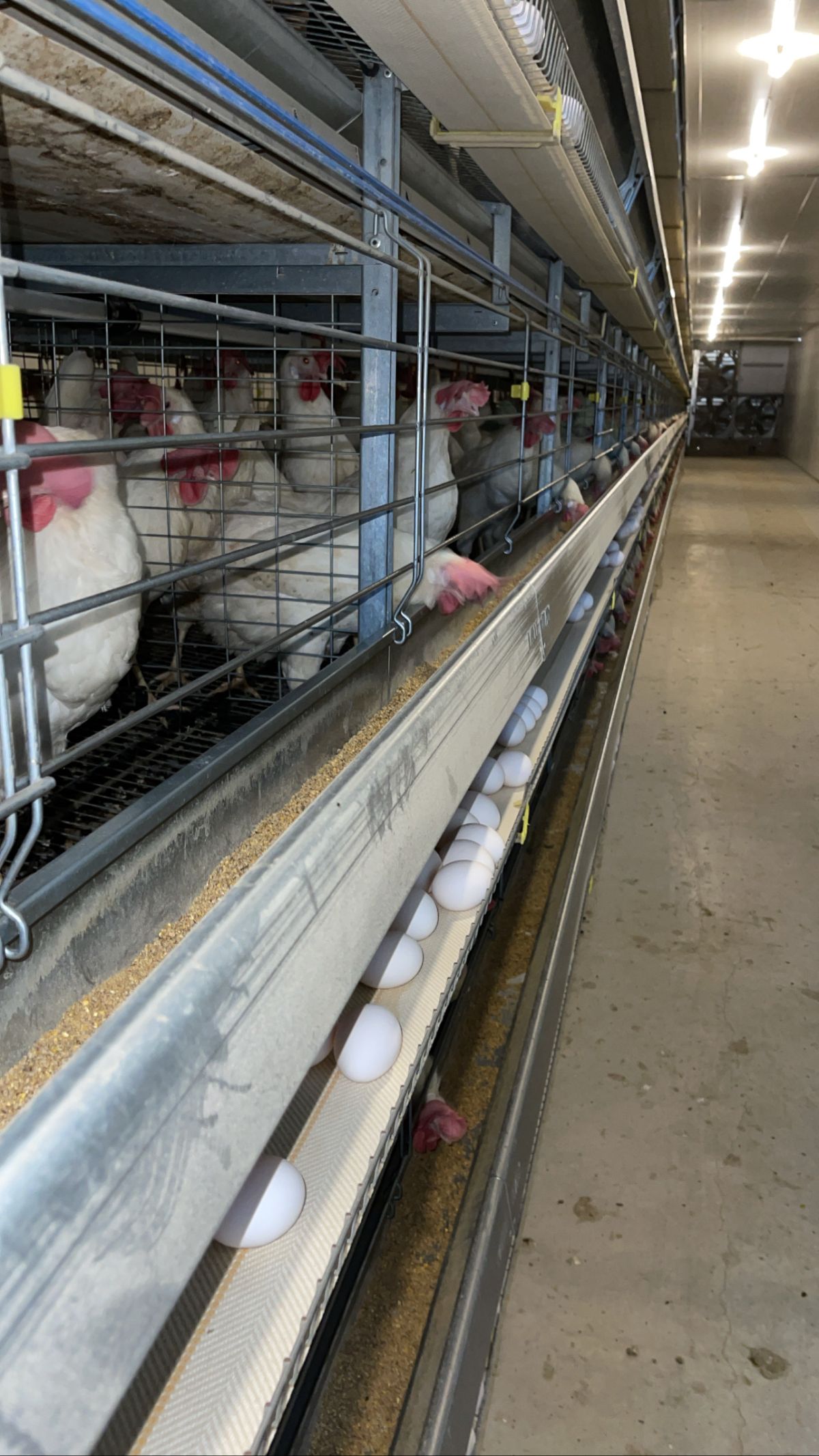 סוללות לול מטילות