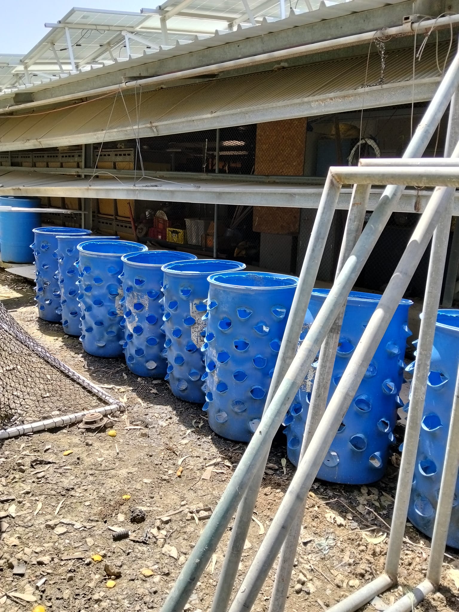 חביתותים- חביות לגידול תותים,ירק ותבלינים 