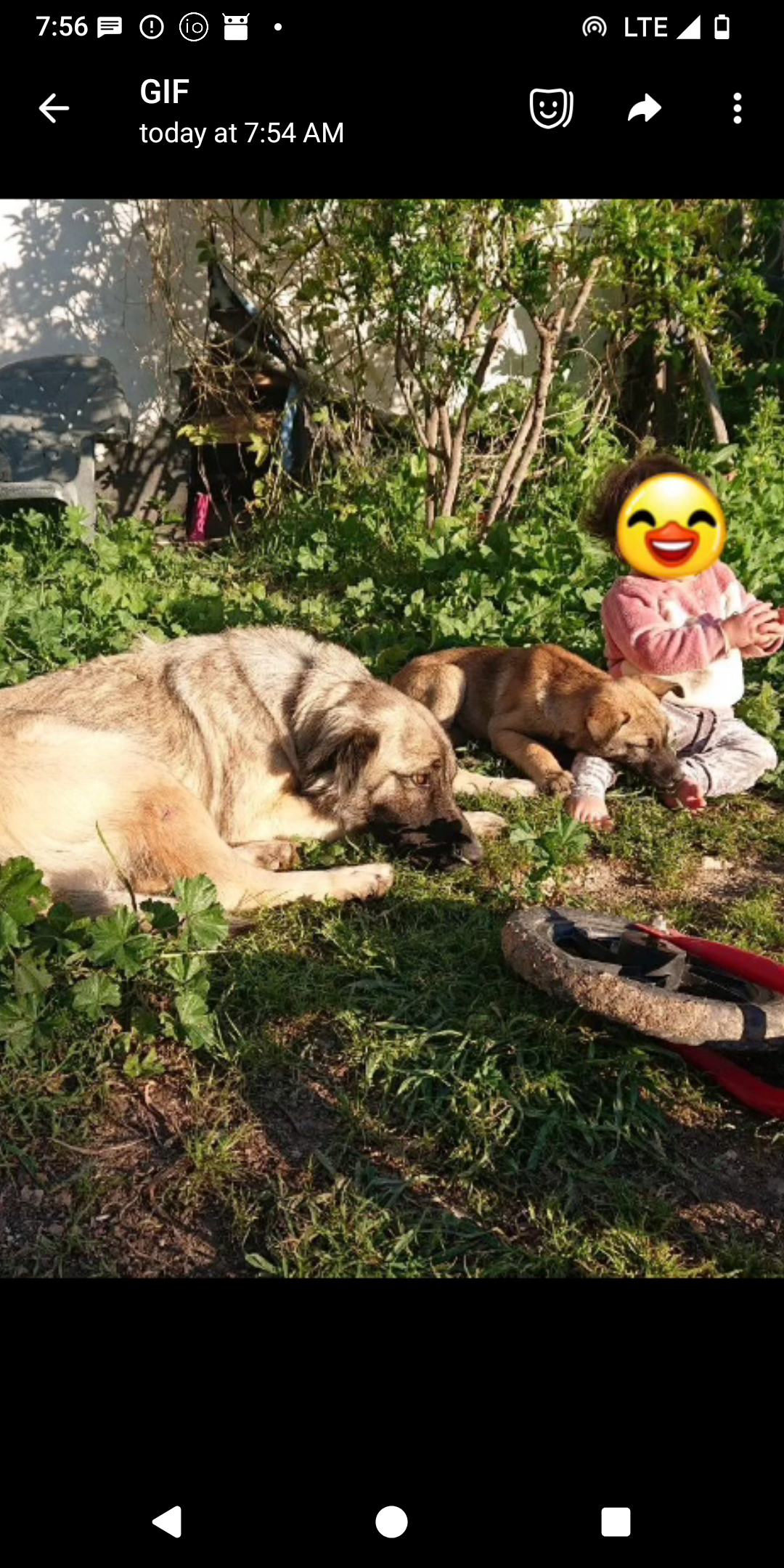 גורה קנגל טורקי\ מלינואה