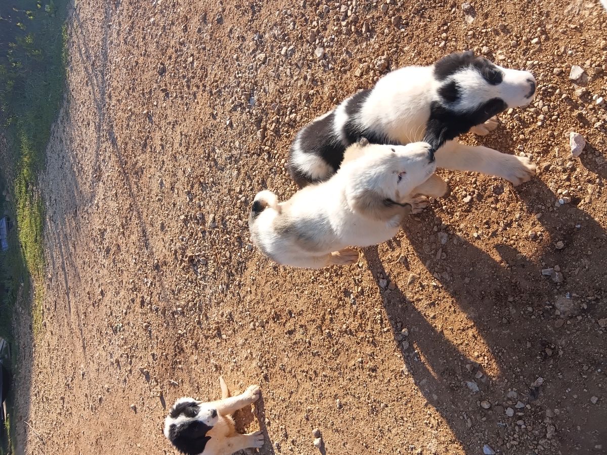 גורי כלב רועה אסייאתי 