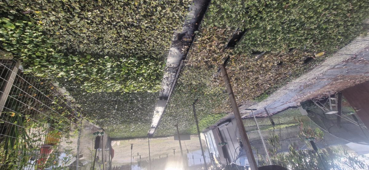 יחורים מושרשים 