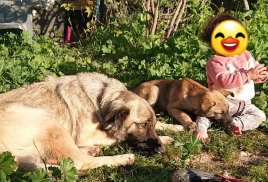 גורה קנגל טורקי\ מלינואה