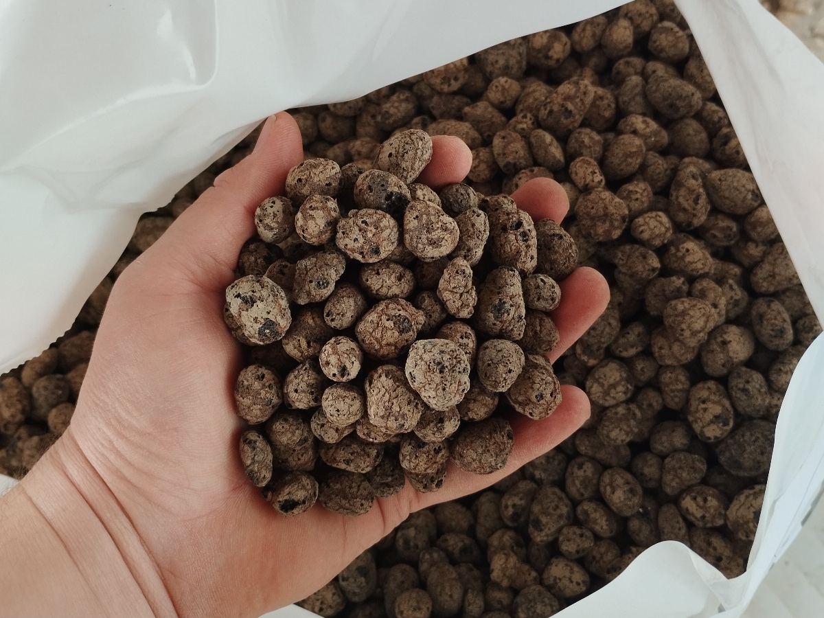 הדרוטון כדורי ליקרה