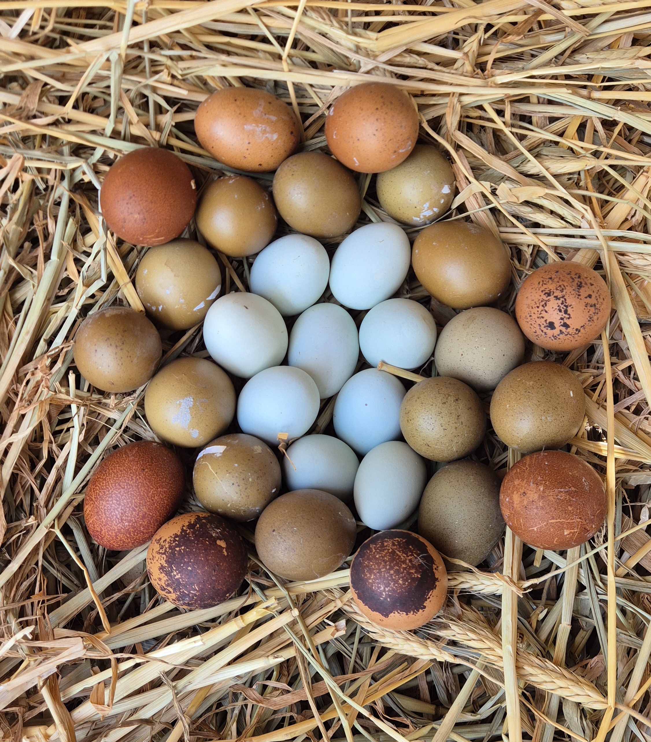 אפרוחים מזנים מיוחדים