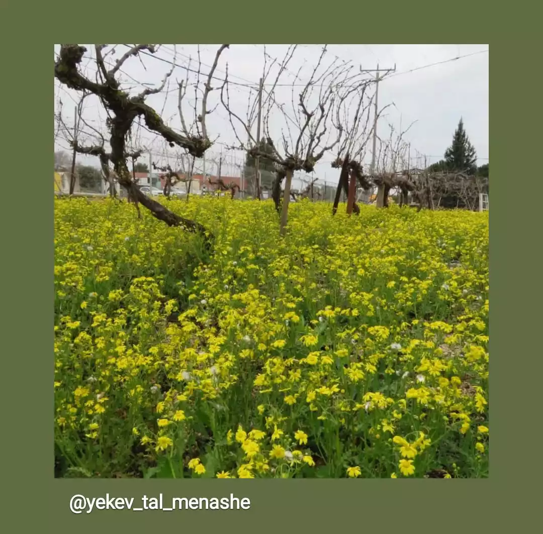 כרם ומכירת יין