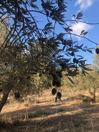 בית בד בוטיק בכפר יהושע
