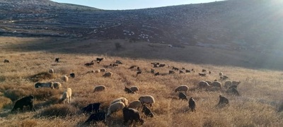 עדר כבשים ועיזים